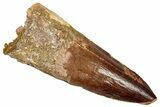 Fossil Spinosaurus Tooth - Real Dinosaur Tooth #353038-1